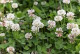 Trifolium repens. Верхушки цветущих растений. Грузия, Аджария, с. Мцване-Концхи, Батумский бот. сад, газон. 09.05.2017.