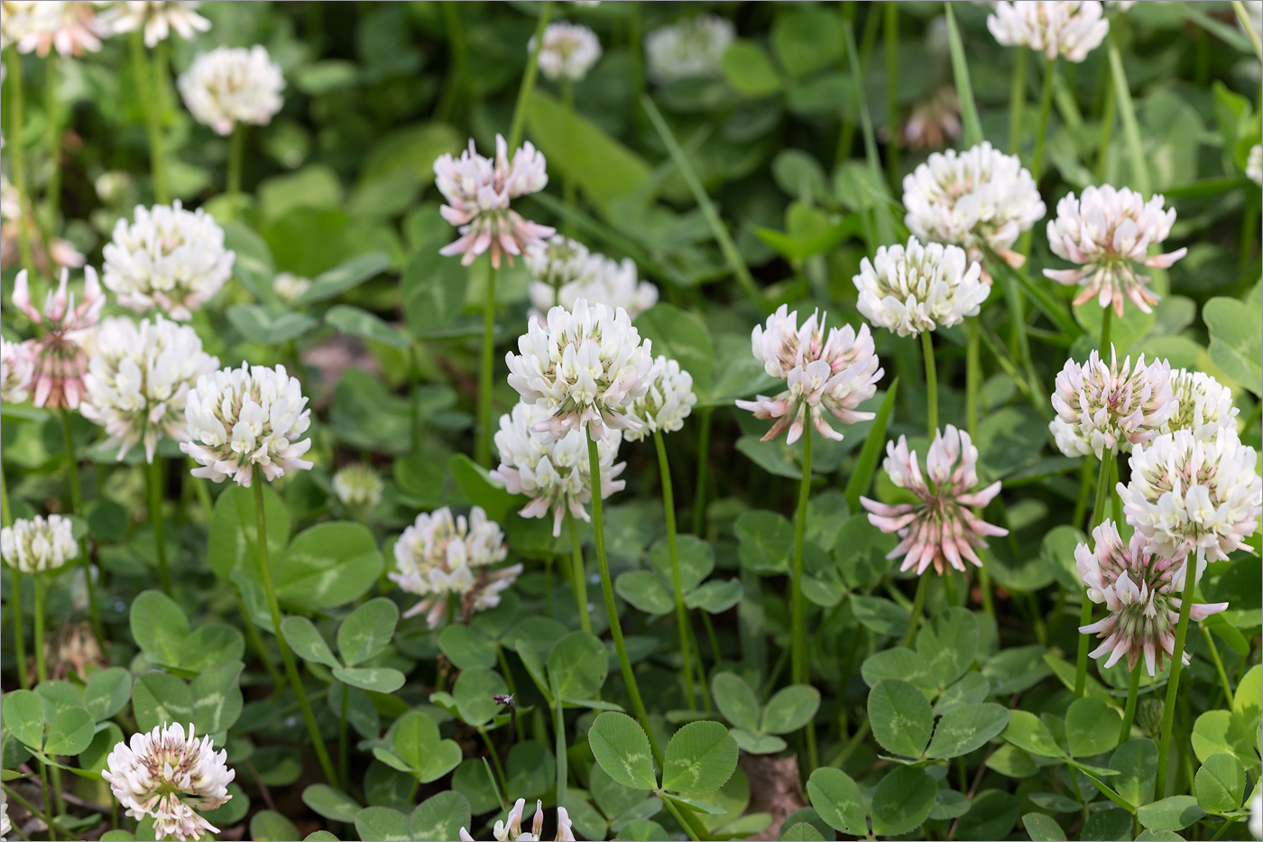 Image of Trifolium repens specimen.