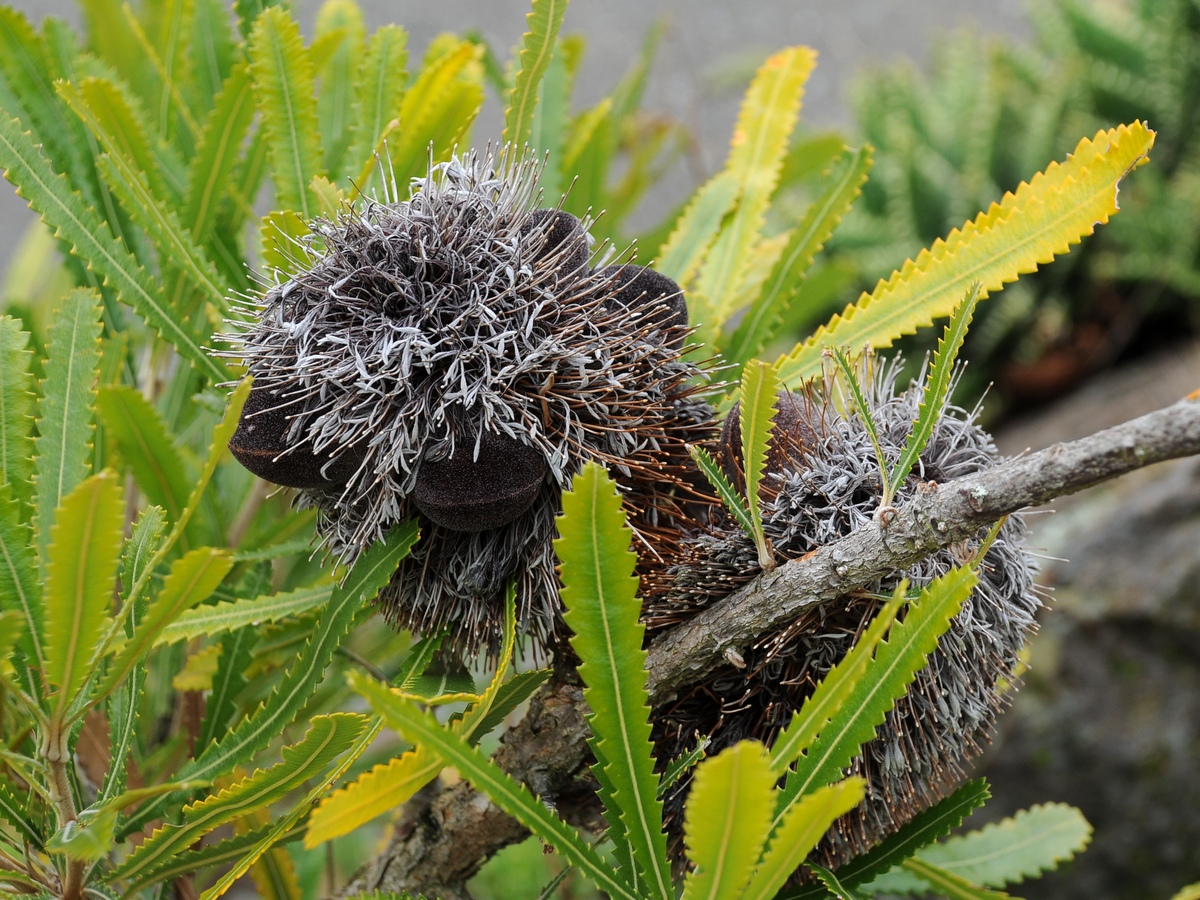Изображение особи Banksia aemula.