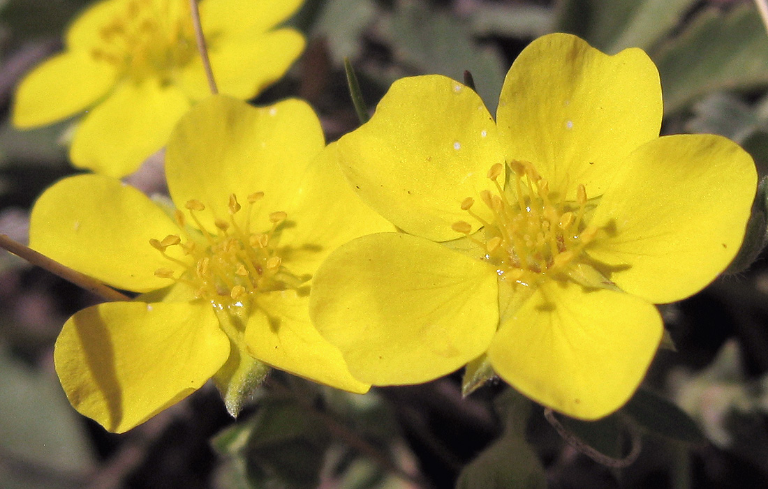 Изображение особи Potentilla incana.