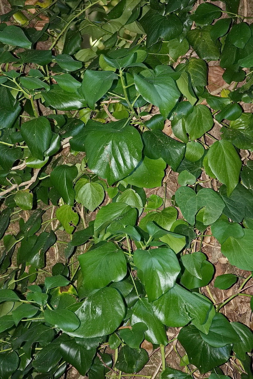 Image of Hedera colchica specimen.