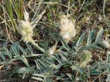 Astragalus lupulinus