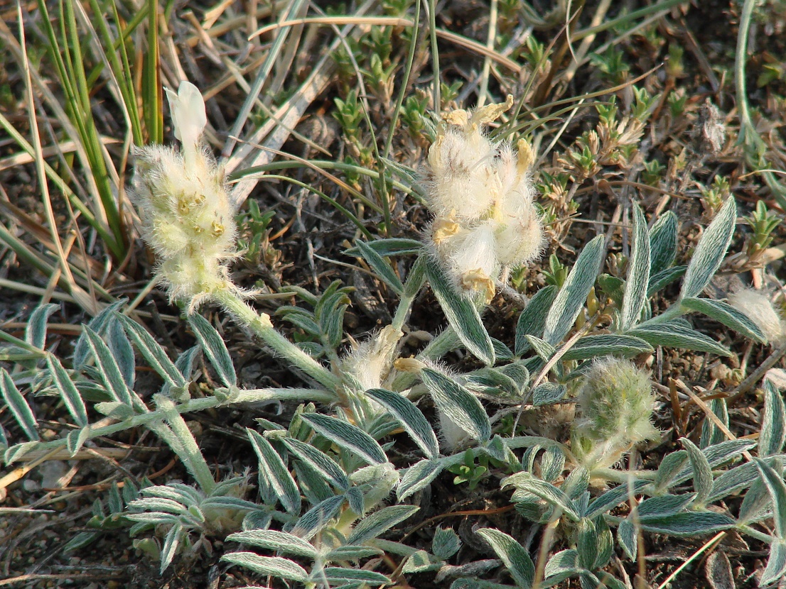 Image of Astragalus lupulinus specimen.