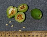 Chaenomeles japonica