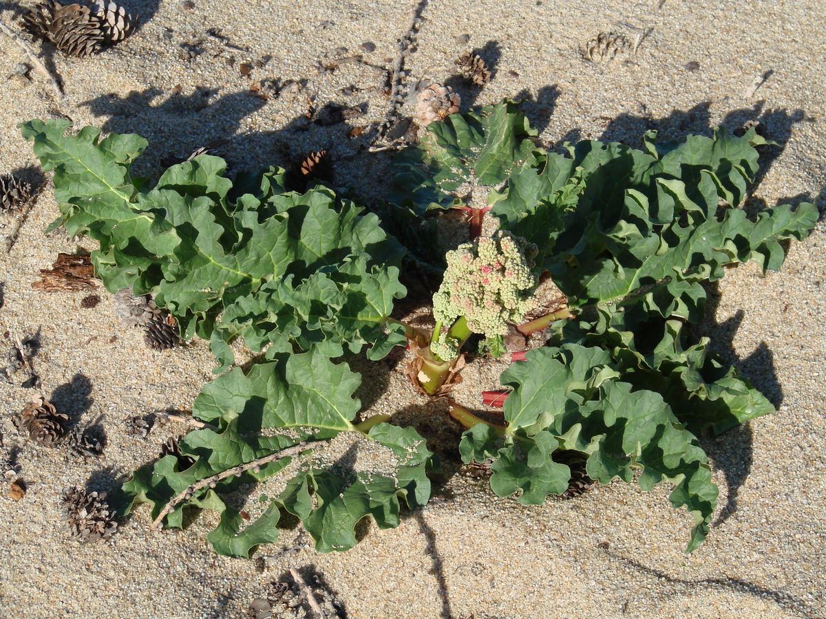 Image of Rheum rhabarbarum specimen.