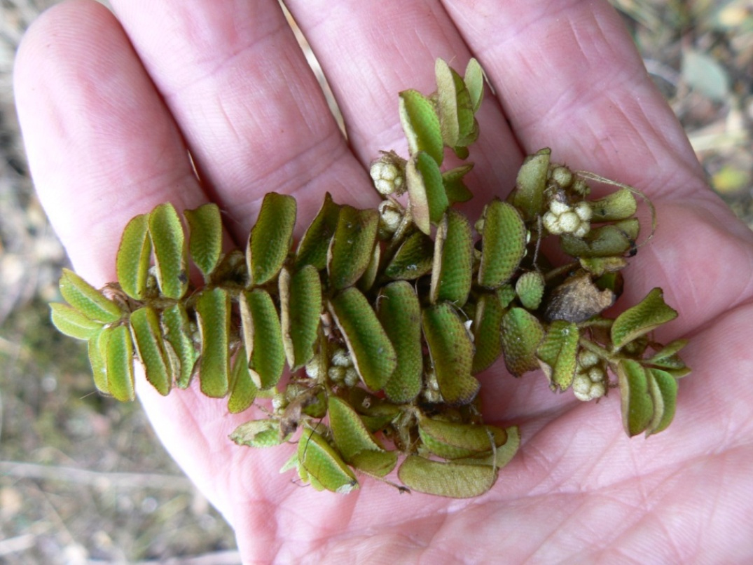 Image of Salvinia natans specimen.