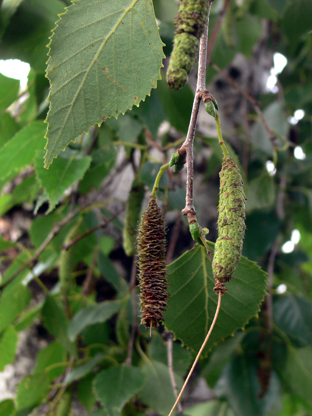 Изображение особи Betula platyphylla.