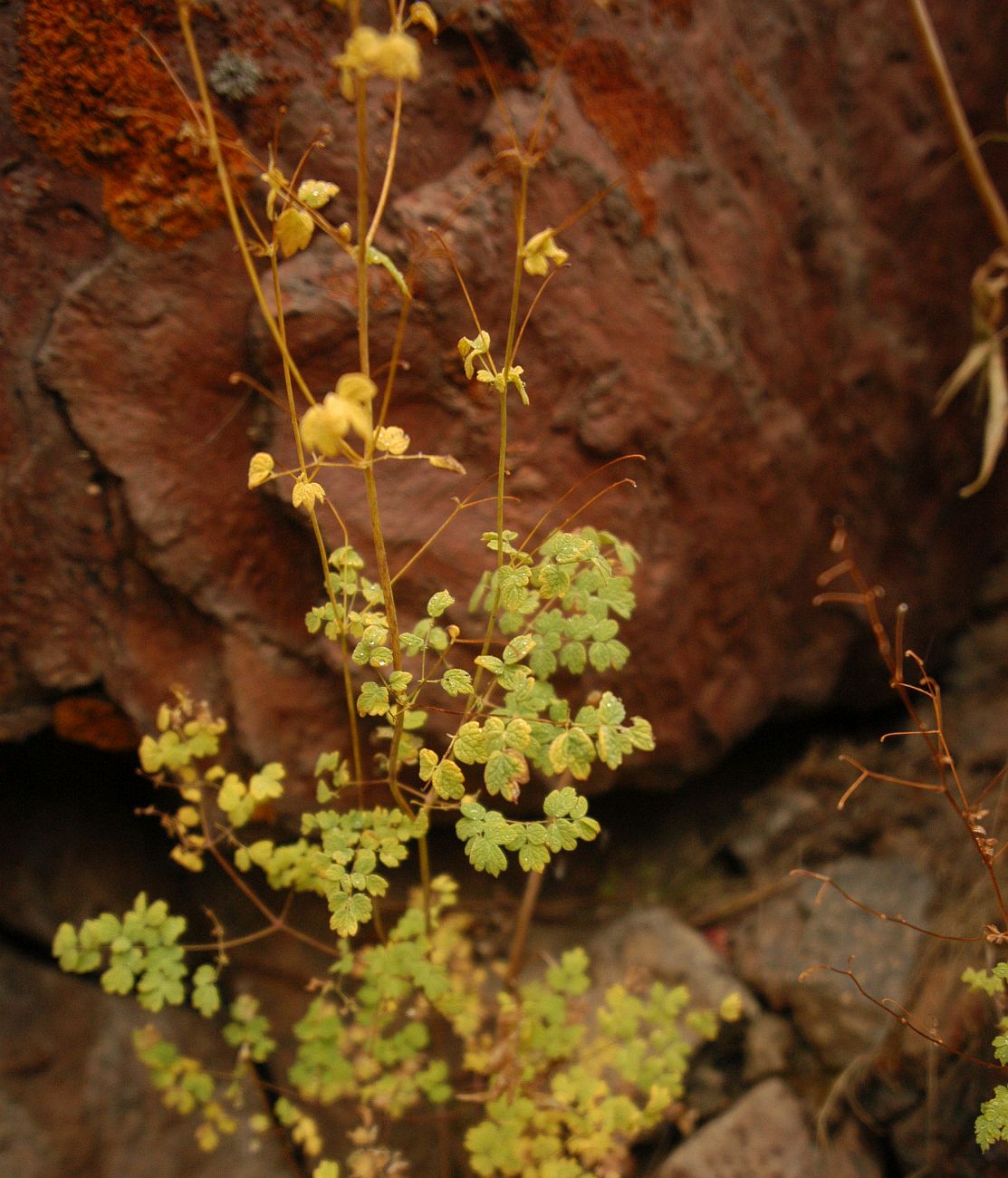 Image of Thalictrum foetidum specimen.