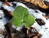 Geum urbanum. Перезимовавший \"весенний\" лист. Москва, Кусково, в лесопарке. 11.04.2018.