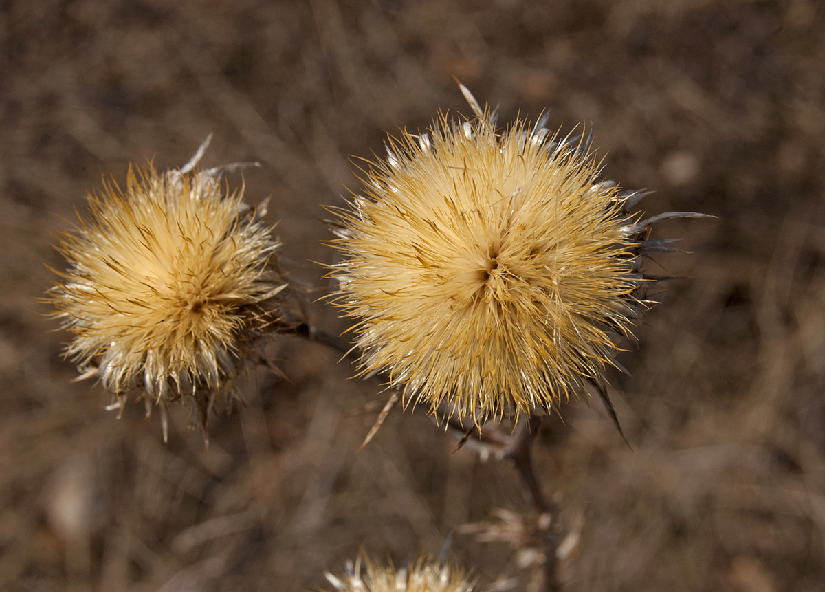 Изображение особи Carlina intermedia.