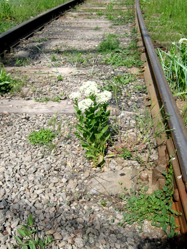 Image of Cardaria draba specimen.