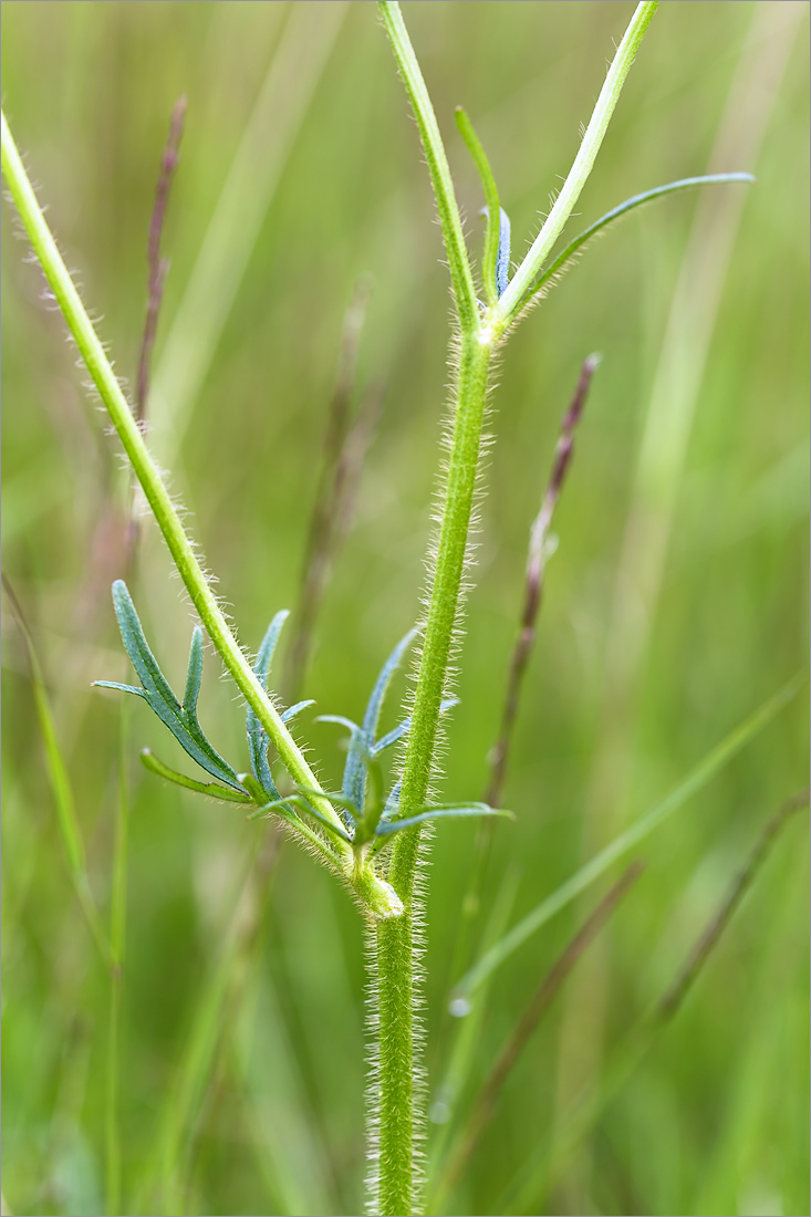 Image of Ranunculus polyanthemos specimen.