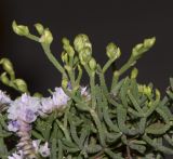 Limonium papillatum. Веточки с развивающимися соцветиями. Испания, автономное сообщество Канарские о-ва, о-в Фуэртевентура, провинция Las Palmas, муниципалитет La Oliva, северные окр. пос. El Cotillo, дюны у мыса de la Enrocadiza. 04.03.2018.