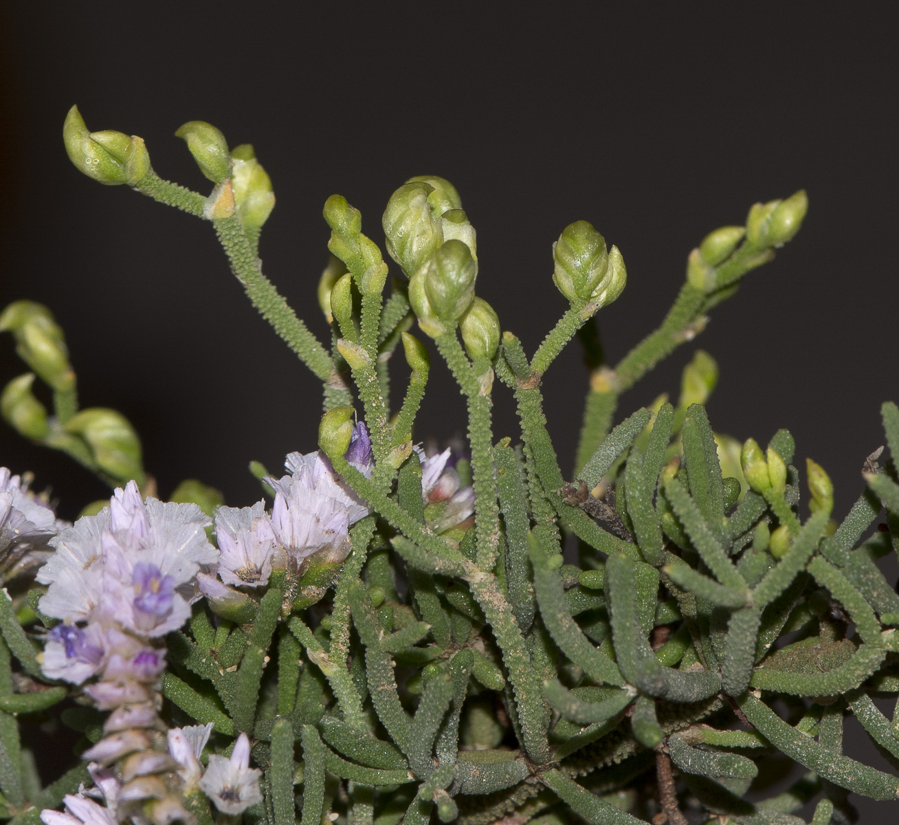 Изображение особи Limonium papillatum.