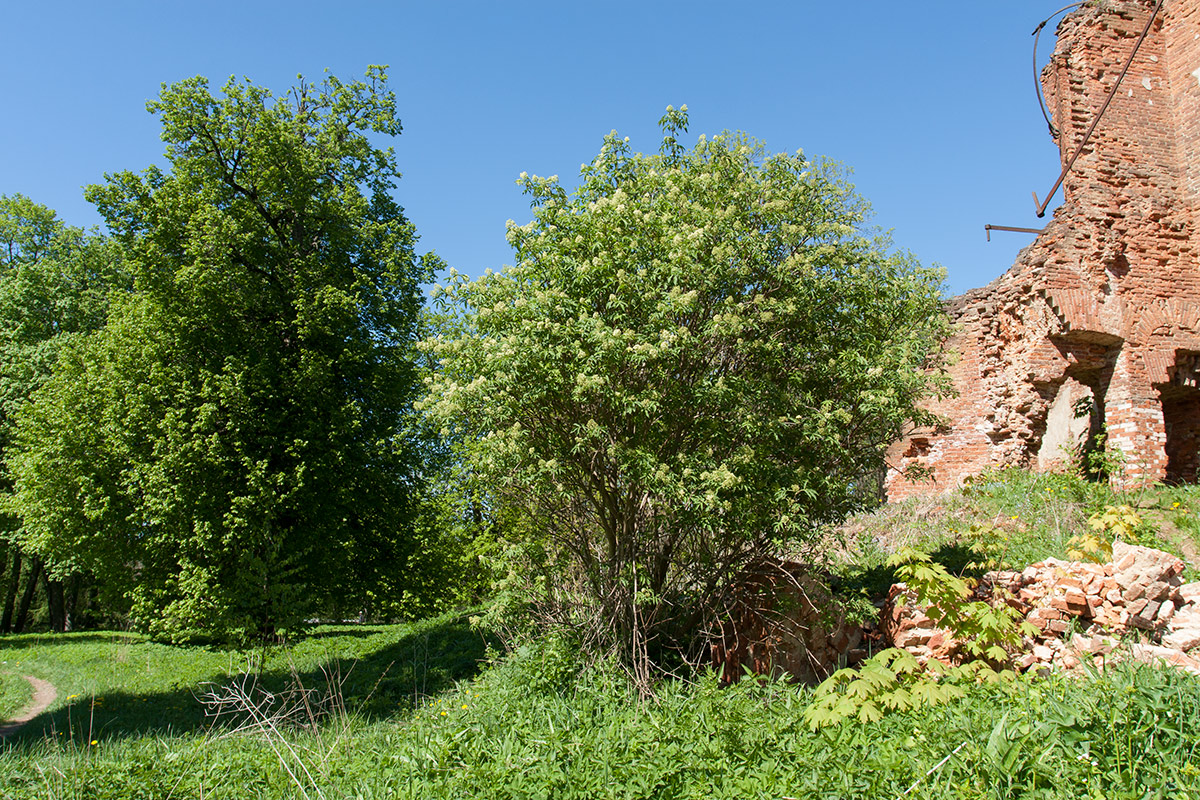 Изображение особи Sambucus sibirica.