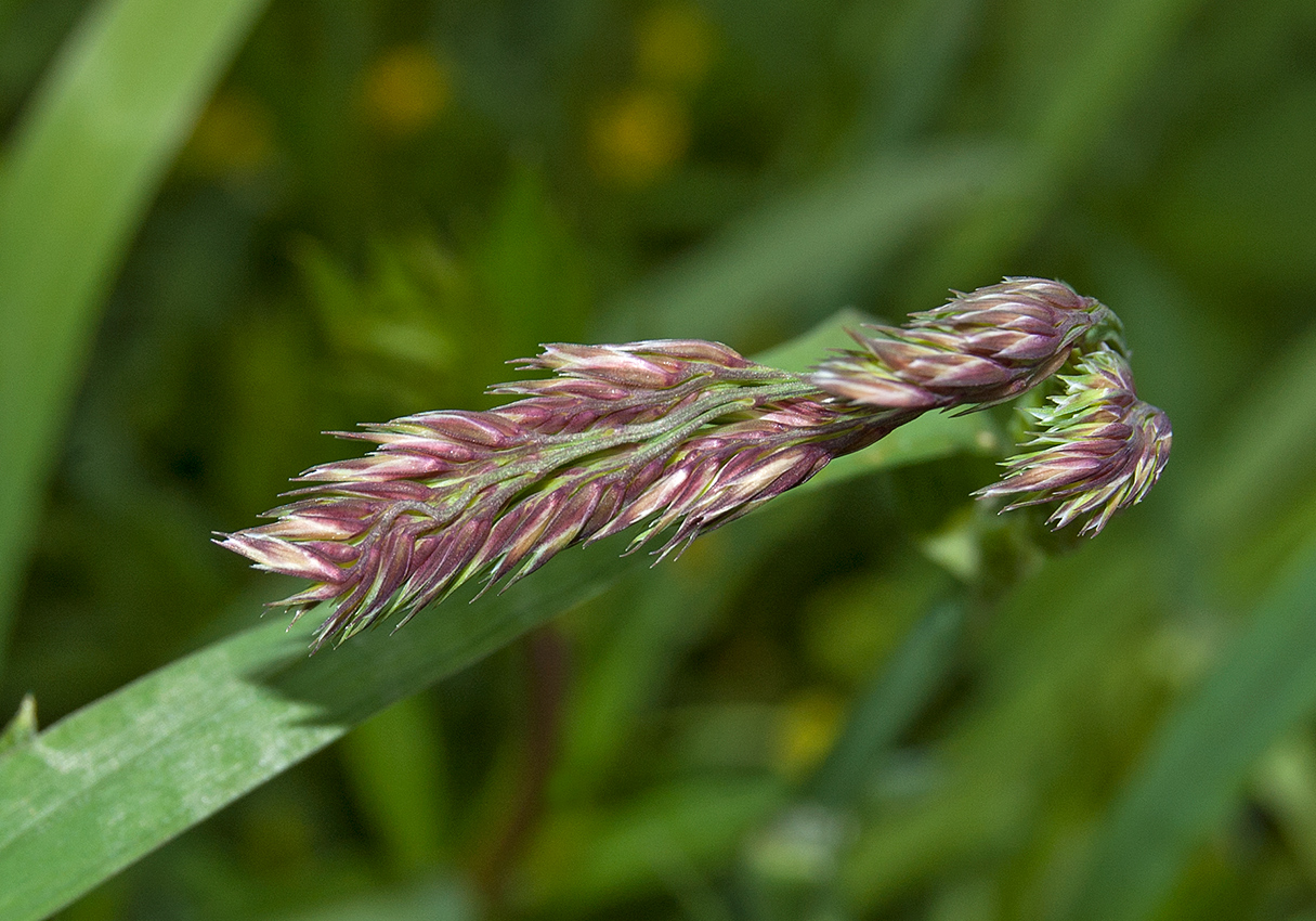 Изображение особи Dactylis glomerata.