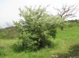 Crataegus pallasii