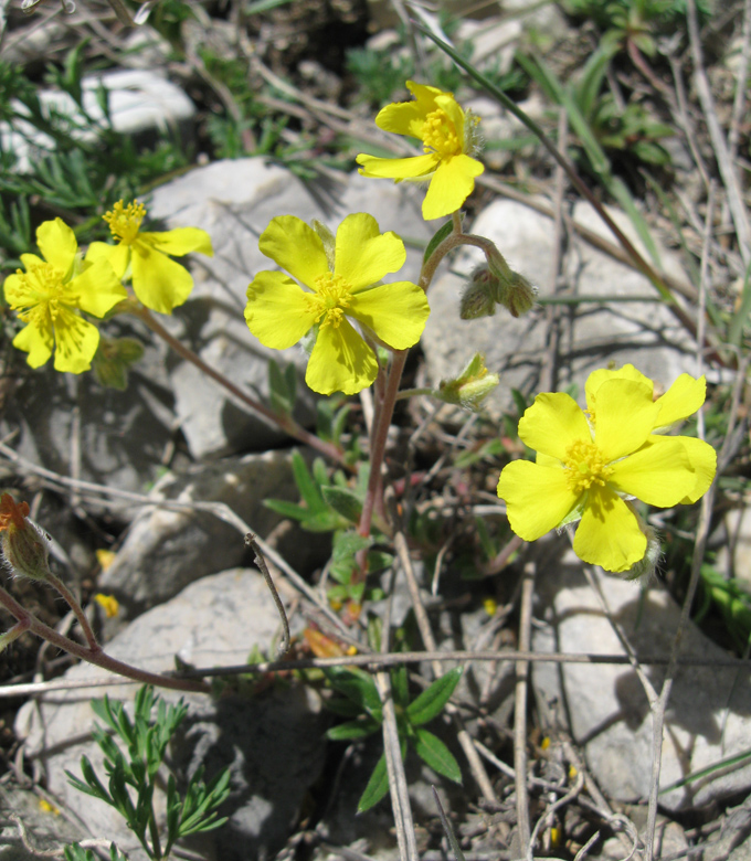 Image of genus Helianthemum specimen.