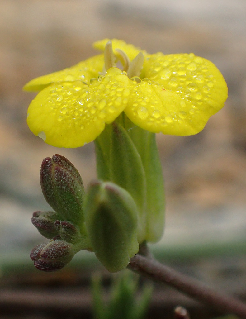 Изображение особи Erysimum pusillum ssp. hayekii.