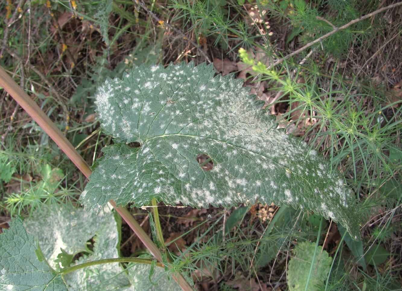 Изображение особи Phlomoides tuberosa.