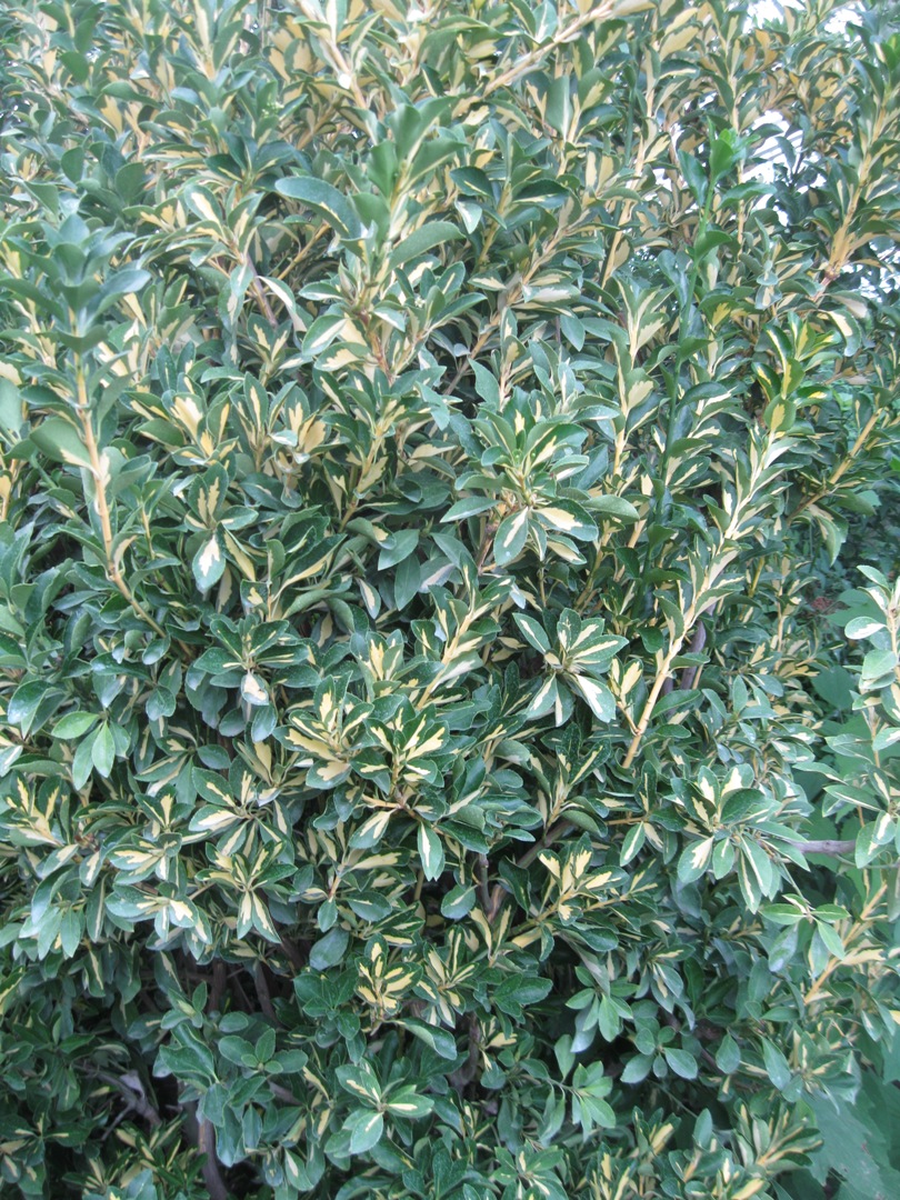 Изображение особи Euonymus japonicus.