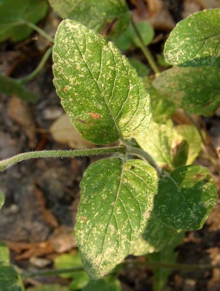 Image of Clinopodium vulgare specimen.