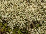 Cladonia uncialis. Таллом в сообществе Pogonatum urnigerum(?). Башкортостан, Кугарчинский р-н, окр. дер. Мурадымово, природный парк \"Мурадымовское ущелье\", долина р. Большой Ик, каменистый склон на скальном массиве у реки, во мхах. 3 сентября 2018 г.