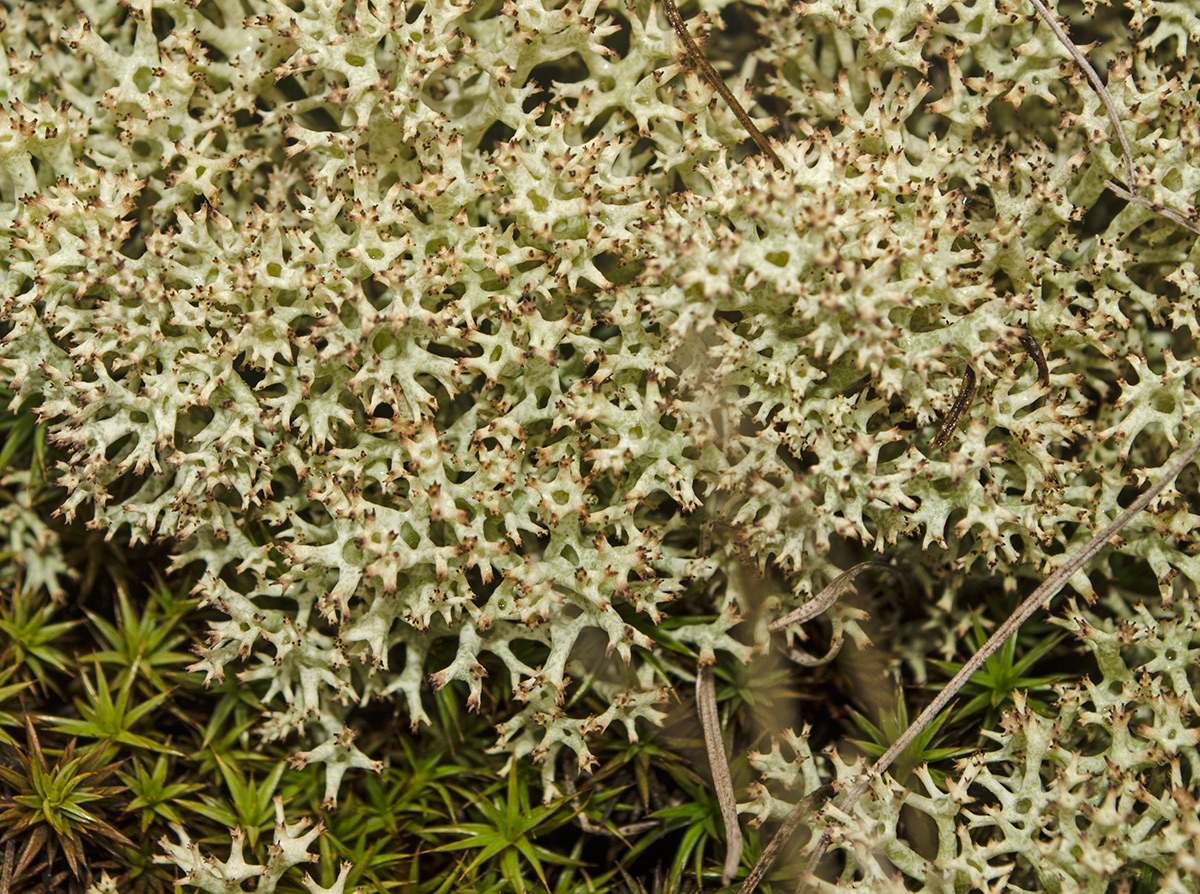 Изображение особи Cladonia uncialis.