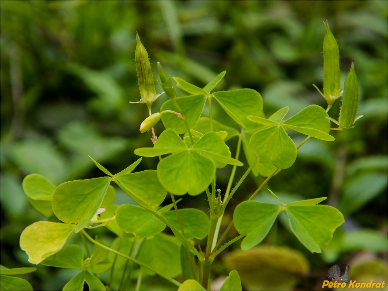 Изображение особи Oxalis stricta.