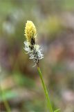 Carex ericetorum