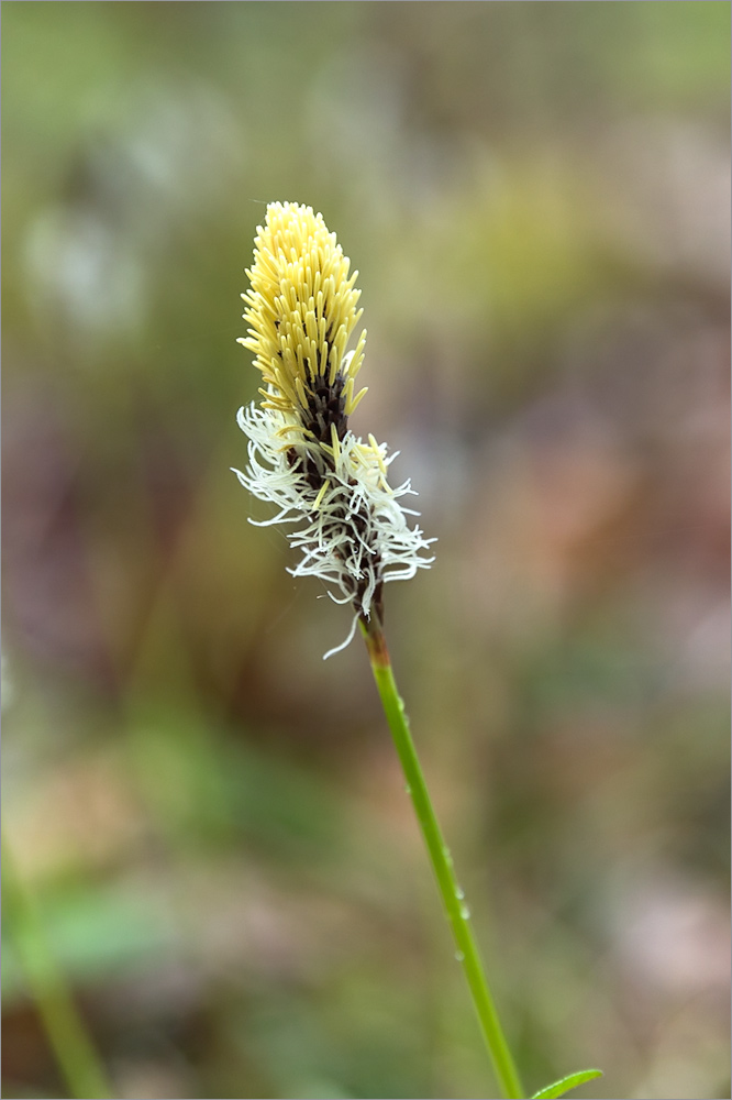 Изображение особи Carex ericetorum.