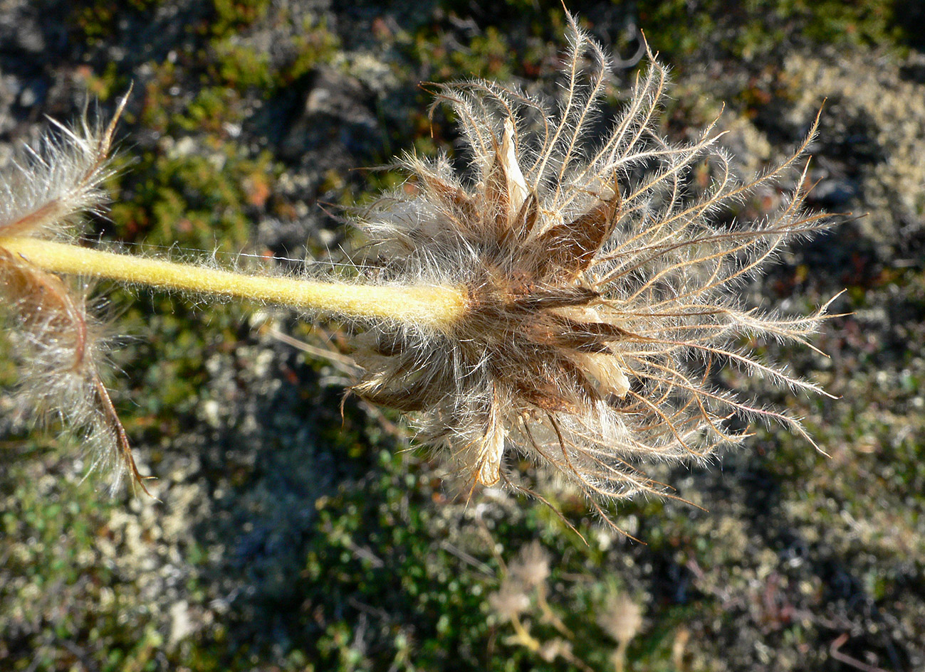 Изображение особи Novosieversia glacialis.