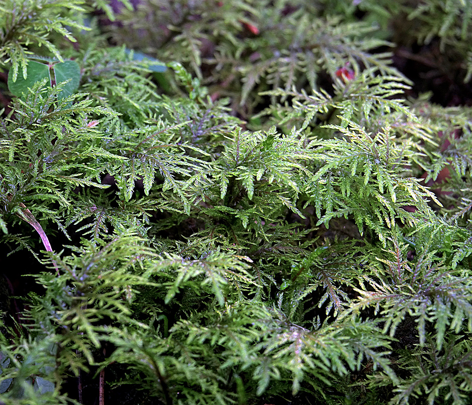 Image of Hylocomium splendens specimen.