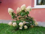 Hydrangea paniculata