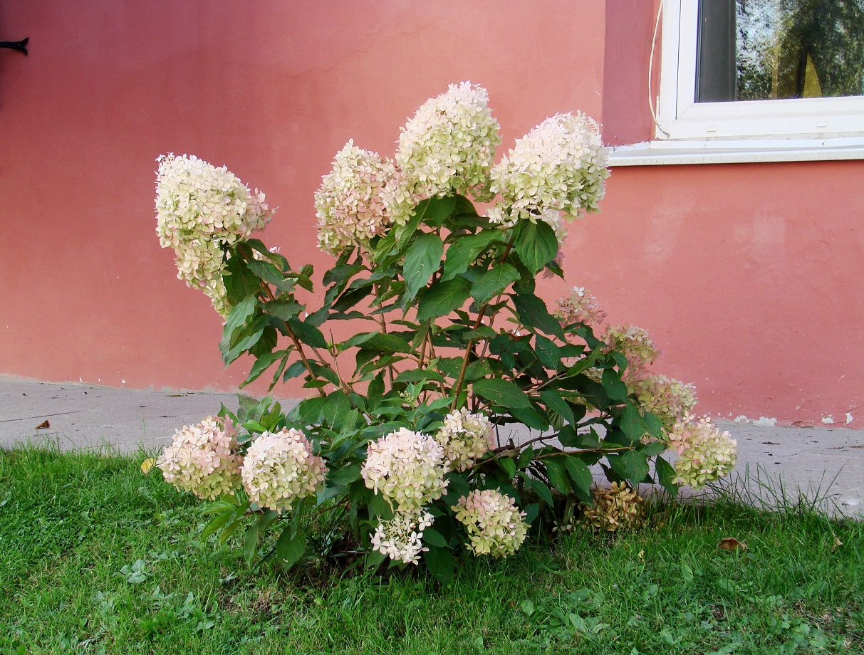 Изображение особи Hydrangea paniculata.