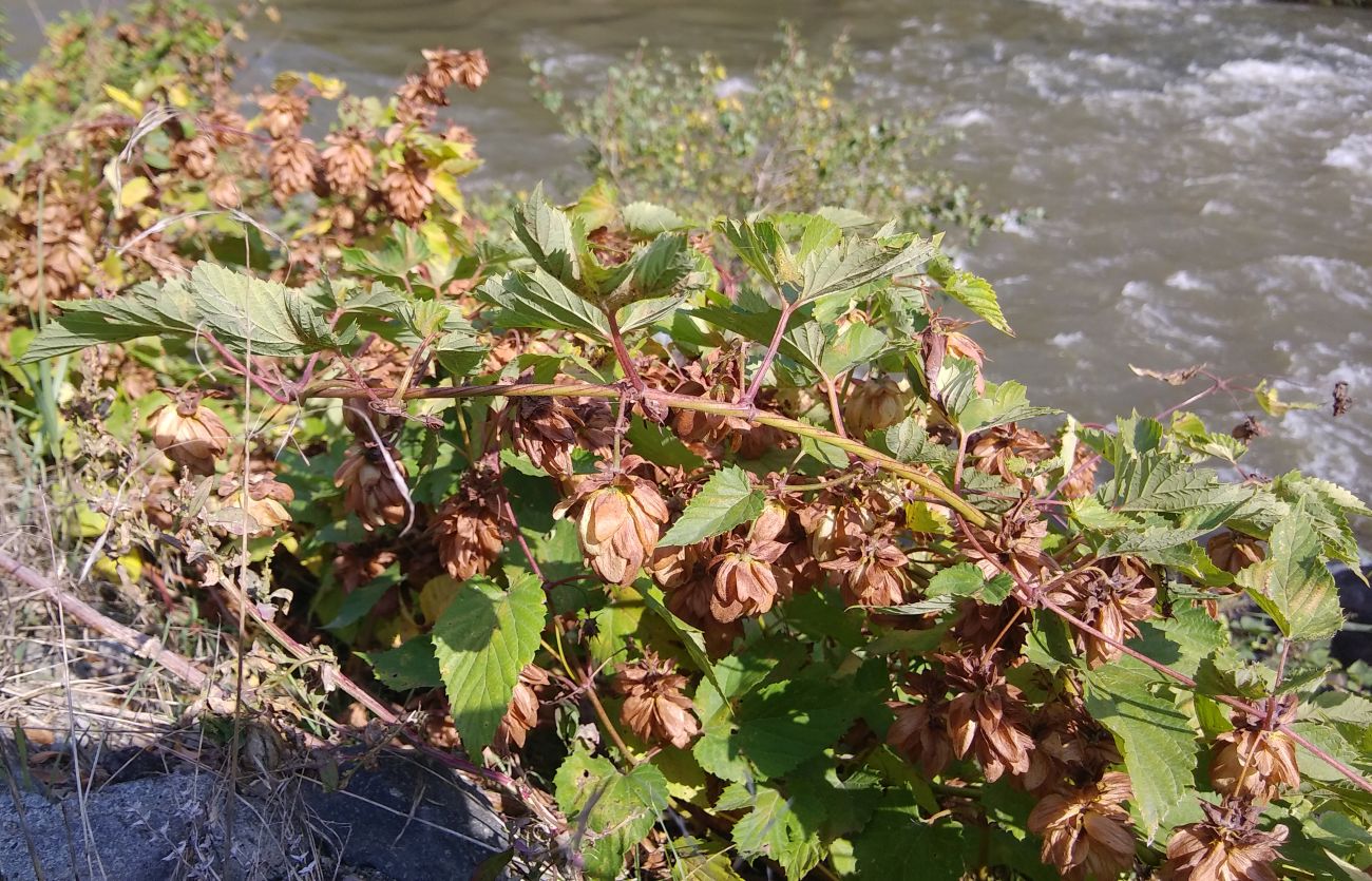 Изображение особи Humulus lupulus.