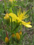 Hypericum linarioides ssp. alpestre