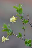 Lonicera microphylla. Часть ветви с цветками. Кыргызстан, Чуйская обл., каньон Конорчек, ≈ 1700 м н.у.м, кустарники вдоль высохшего русла ручья. 19.05.2018.