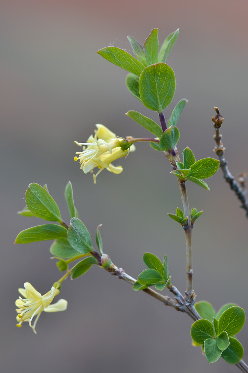 Изображение особи Lonicera microphylla.