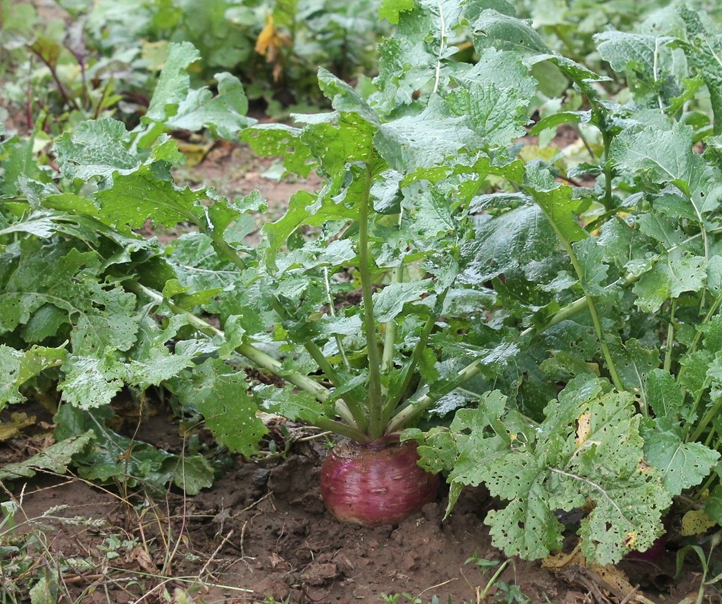 Изображение особи Brassica rapa ssp. rapifera.