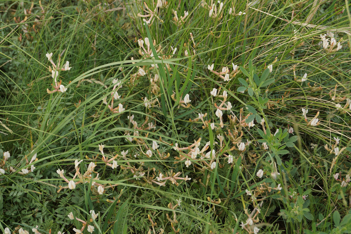 Image of Astragalus stenoceras specimen.