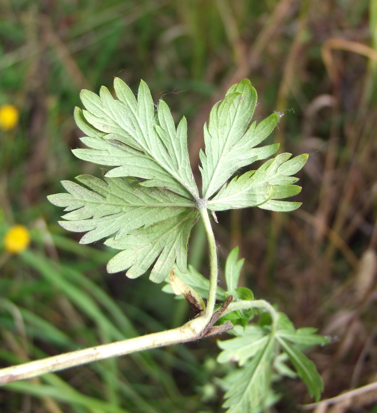 Image of Potentilla intermedia specimen.