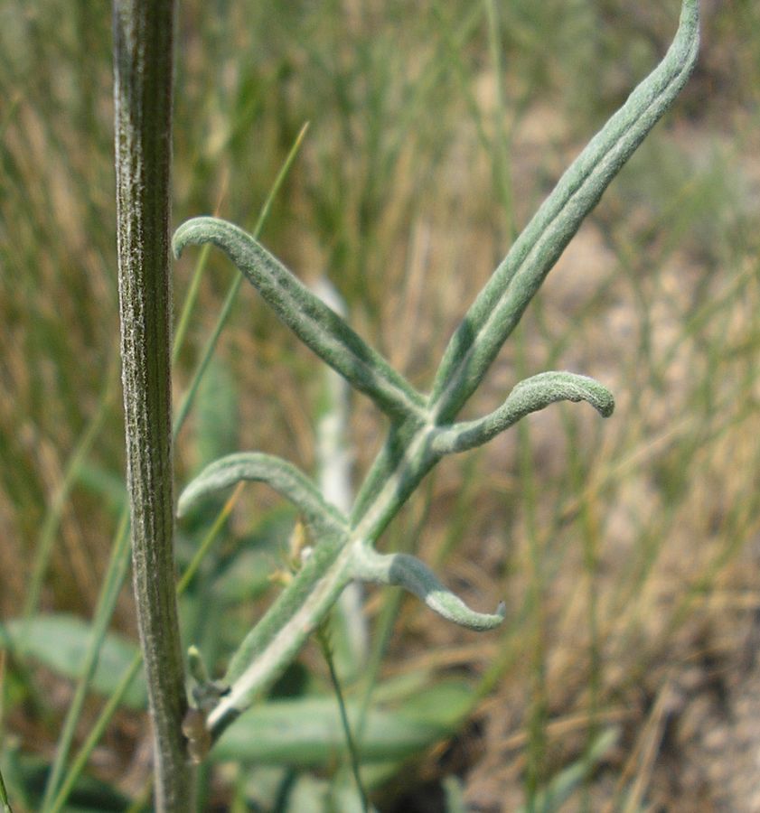 Image of Jurinea pseudocyanoides specimen.