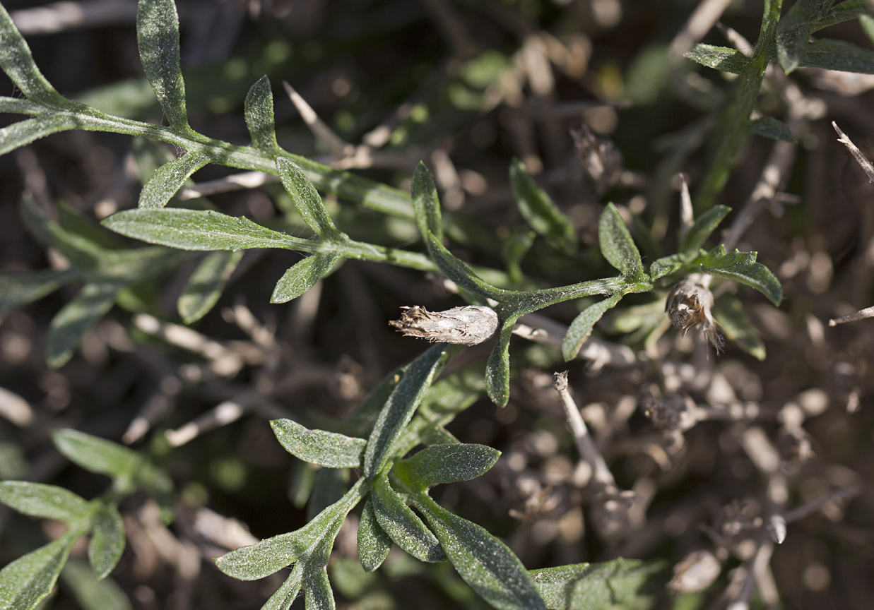 Image of Centaurea spinosa specimen.