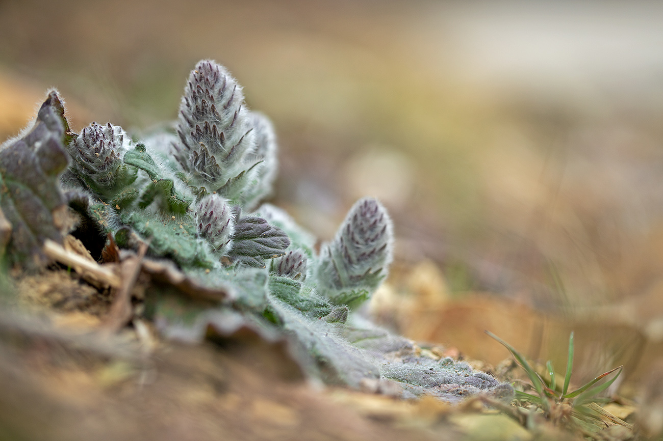 Image of Ajuga orientalis specimen.