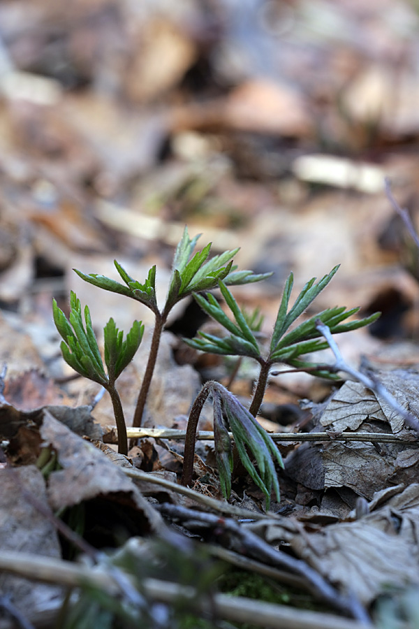 Изображение особи Anemone nemorosa.