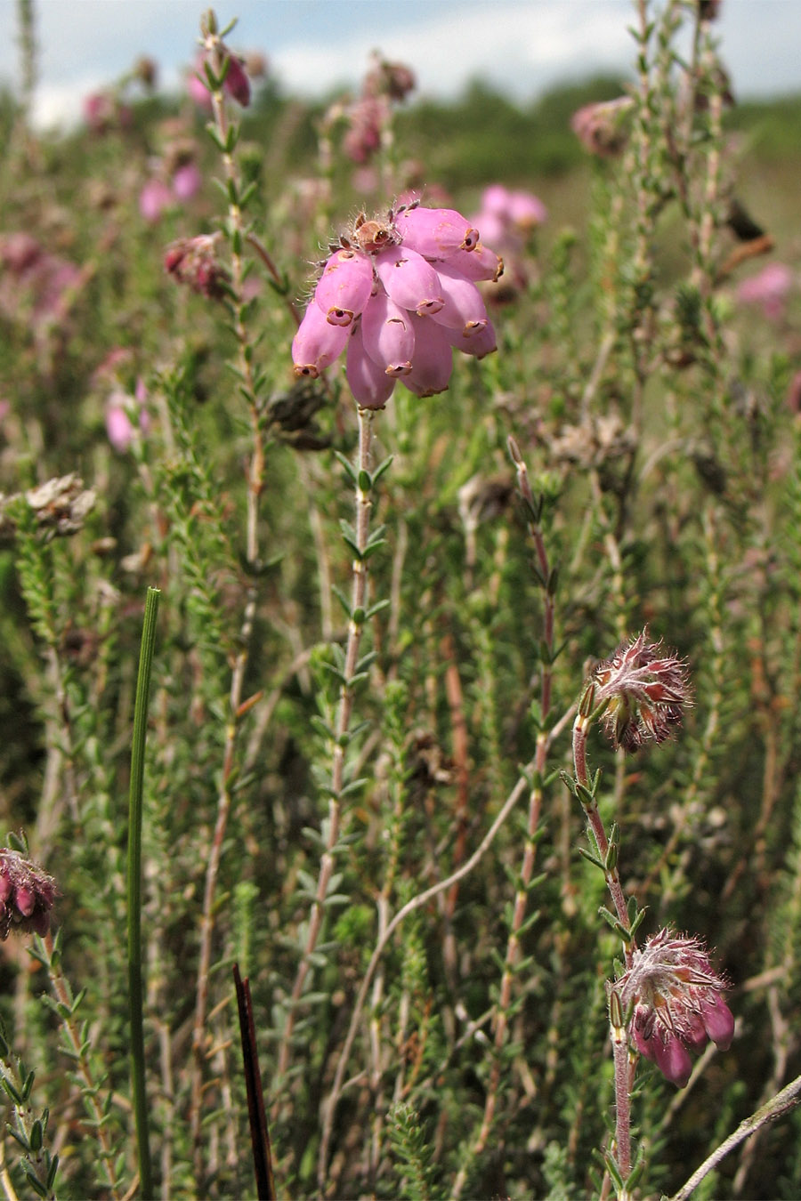 Image of Erica tetralix specimen.