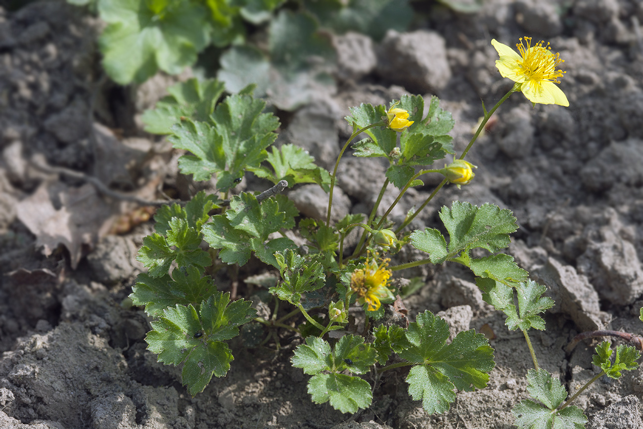 Изображение особи Waldsteinia ternata ssp. maximowicziana.