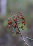 Ledum palustre. Верхушка побега с прошлогодним соплодием. Свердловская обл., окр. г. Заречный, урочище Черемшанское болото, исток р. Пушкарихи. 19.05.2019.