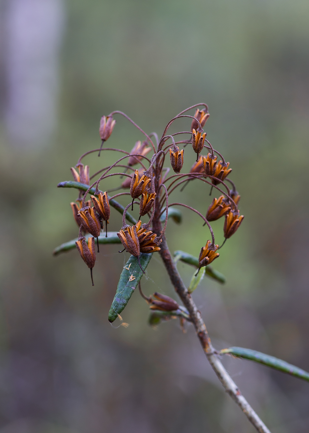 Image of Ledum palustre specimen.